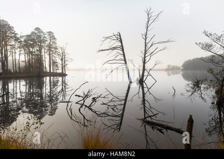 Le brouillard et les arbres sur le Loch Mallachie dans le Parc National de Cairngorms. Banque D'Images