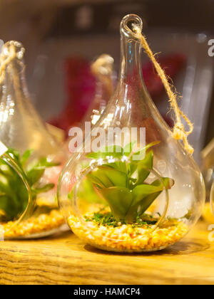 Terrarium avec les plantes succulentes sur table en bois Banque D'Images