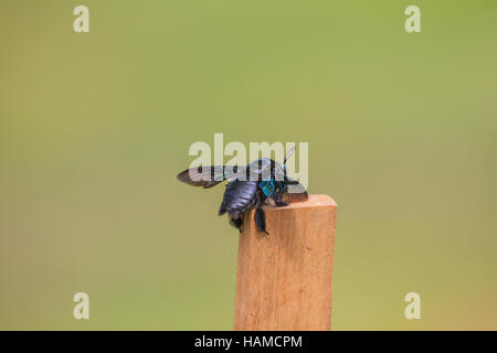 Abeille charpentière (Xylocopa varipuncta) insecte noir dans la nature Banque D'Images