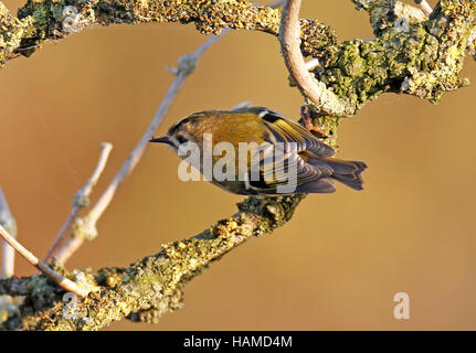 Goldcrest ( Regulus regulus) Banque D'Images