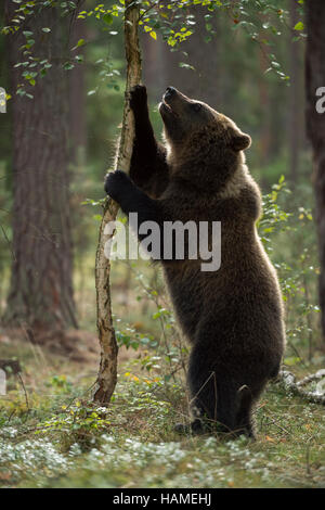 Ours brun européen Europaeischer / Braunbaer ( Ursus arctos ), jeune animal, explorer son environnement, debout sur ses pattes, drôle. Banque D'Images