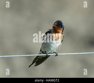 Hirondelle rustique (Hirundo neoxena Welcome), Lord Howe Island, New South Wales, Australie Banque D'Images