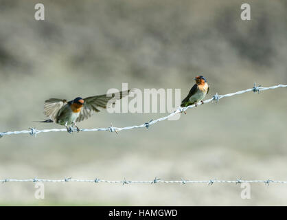 L'Hirondelle (Hirundo neoxena Welcome), Lord Howe Island, New South Wales, NSW, Australie Banque D'Images