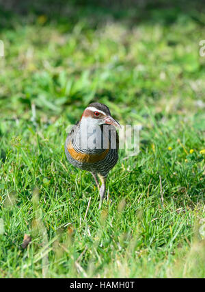 Buff-banded Rail (Gallirallus philippensis), Lord Howe Island, New South Wales, NSW, Australie Banque D'Images