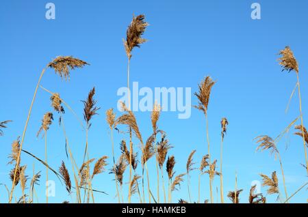 Roseau commun Phragmites australis against a blue sky Banque D'Images