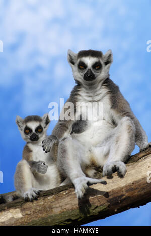 Ring-tailed lemur- Banque D'Images