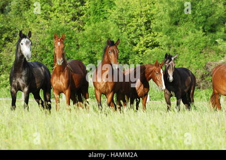 Gidran cheval Banque D'Images