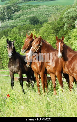 Gidran cheval Banque D'Images