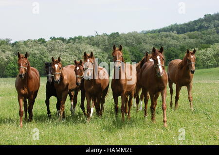 Gidran cheval Banque D'Images