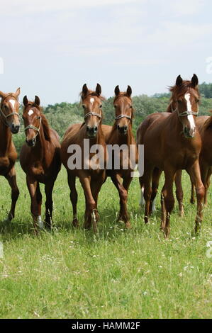 Gidran cheval Banque D'Images