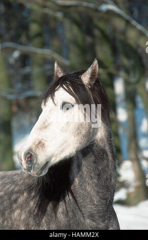 Paso Peruan Horse Banque D'Images