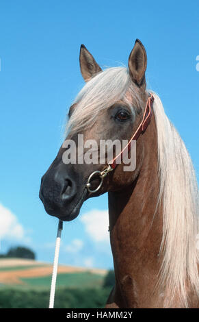 Paso Peruan Horse Banque D'Images