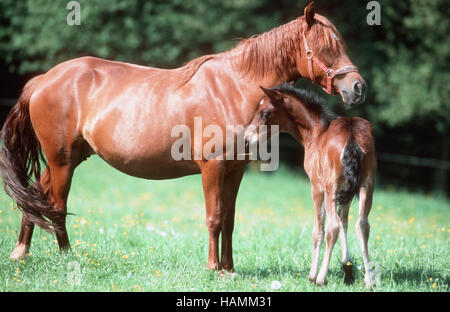 Paso Peruan Horse Banque D'Images