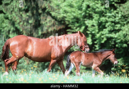 Paso Peruan Horse Banque D'Images