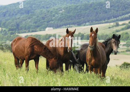 Gidran cheval Banque D'Images