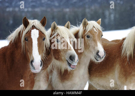 Cheval Haflinger Banque D'Images