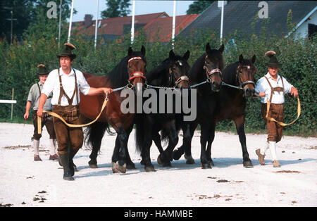 L'Allemand du sud coldblood (lourd) Horse Banque D'Images