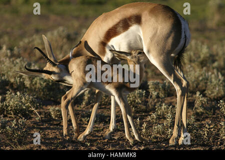 Springbok fawn suckling Banque D'Images