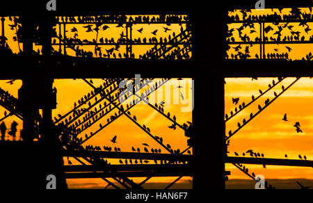 Pays de Galles Aberystwyth UK, samedi 03 novembre 2016 Météo France : alors que le soleil se couchait dans un ciel orange de façon spectaculaire sur la baie de Cardigan sur une autre soirée glaciale, les volées d'étourneaux voler dans leurs aires d'alimentation de la journée à se percher sur Aberystwyth pier sur la côte de l'ouest du pays de Galles à la tombée de chaque nuit à l'automne et l'hiver, des dizaines de milliers d'oiseaux se rassemblent pour se percher en toute sécurité pendant la nuit sur les pieds en de treillis sous la station de Victoria pier . Crédit photo : Keith Morris/Alamy Live News Banque D'Images