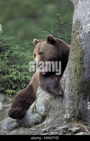 L'ours brun, Braunbaer, Braunbär, Banque D'Images