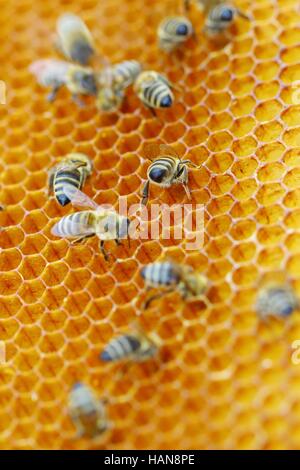 Nid d'abeilles en travailleurs Banque D'Images
