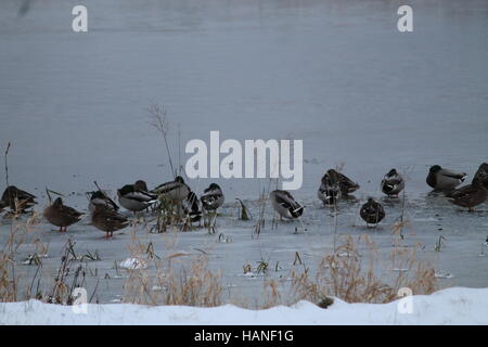 Famille de canards sauvages gris dormez bien sur pour l'autre sur la glace fragile près de la rivière Banque D'Images