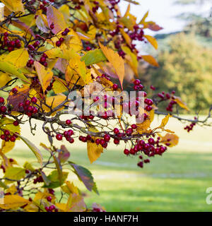 La direction générale de l'Aubépine noire avec feuilles et fruits rouges - Crataegus douglasii avec fond vert Banque D'Images
