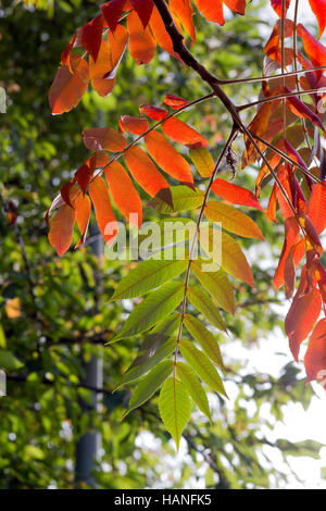 L'Arbre vert rouge vif du Ciel (Ailanthus altissima) feuilles en automne, les espèces envahissantes Banque D'Images