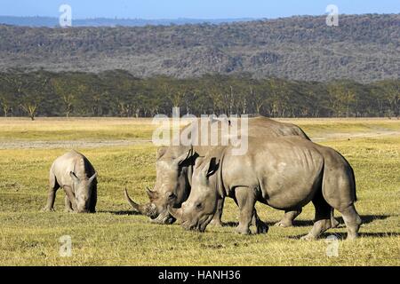 Rhinocéros blanc Banque D'Images