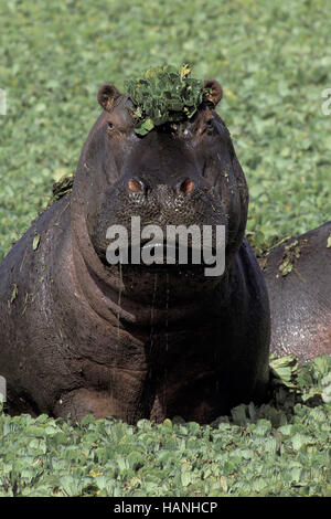 Hippopotame, Flusspferd, Banque D'Images