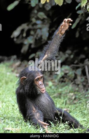 Chimpanzé Banque D'Images