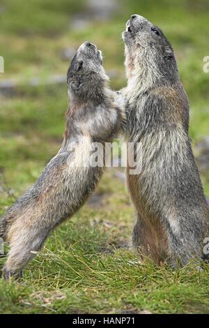 Alpenmurmeltier, marmotte alpine Banque D'Images