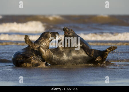 Phoque gris Banque D'Images