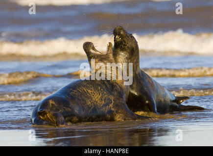 Phoque gris Banque D'Images