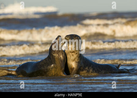 Phoque gris Banque D'Images