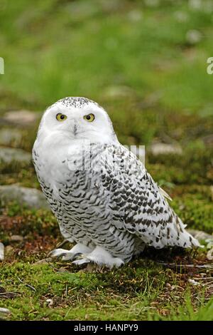 Schnee-Eule (Weibchen) Snowy Owl (femelle) Banque D'Images