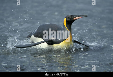 le roi penguin Banque D'Images