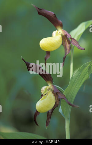 Ladys slipper orchid Banque D'Images