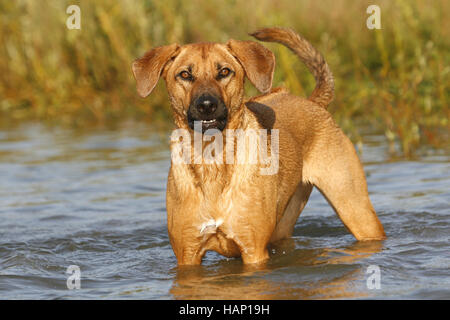 Half Breed Mongrel Dog Banque D'Images