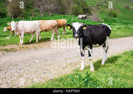 Blanc Brun Noir bulgare vaches domestiques mammifères Bos taurus - 09-04-2016 - européenne, Bulgarie Bistrets Banque D'Images