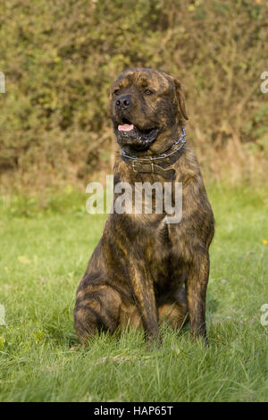 American Bulldog- Rottweiler Mischung Banque D'Images