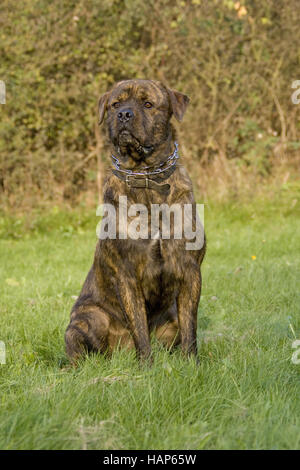 American Bulldog- Rottweiler Mischung Banque D'Images