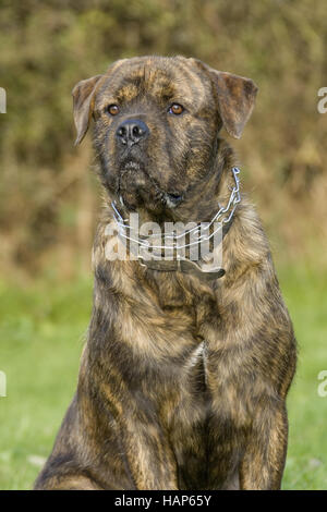 American Bulldog- Rottweiler Mischung Banque D'Images