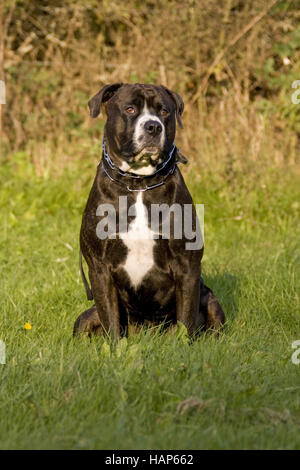 American Bulldog- Rottweiler Mischung Banque D'Images