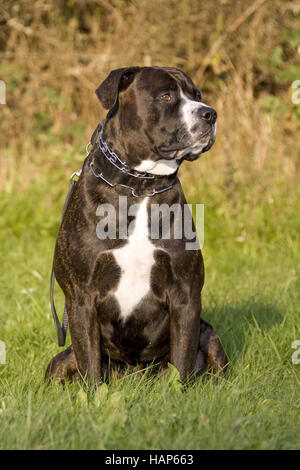 American Bulldog- Rottweiler Mischung Banque D'Images