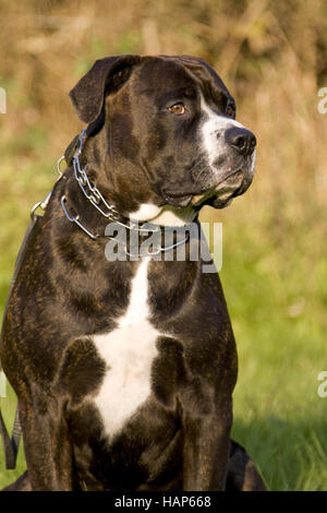 American Bulldog- Rottweiler Mischung Banque D'Images