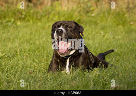 American Bulldog- Rottweiler Mischung Banque D'Images