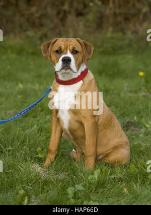 American Bulldog- Rottweiler Mischung Banque D'Images