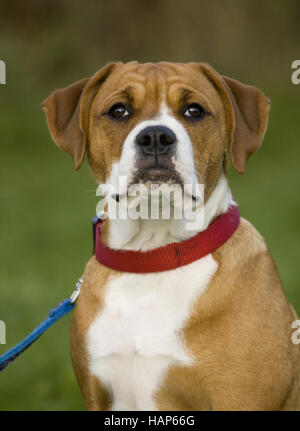 American Bulldog- Rottweiler Mischung Banque D'Images