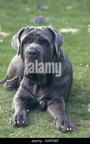 Mastiff Banque D'Images